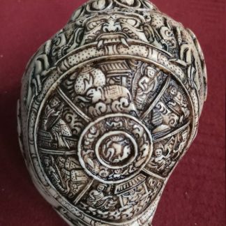 wheel of life Shankha Conch Shell top view